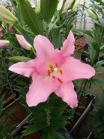 [5244 Pardini No01.JPG]